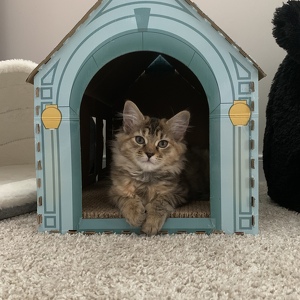 Fundraising Page: Shannon  Galaxy